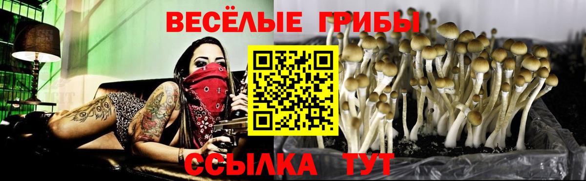 Артём  Галлюциногенные грибы прущие грибы  Вход с VPN  Псилоцибиновые грибы Psilocybe 